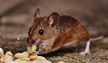 24 Hour & Emergency Exterminators in Homer, ND
